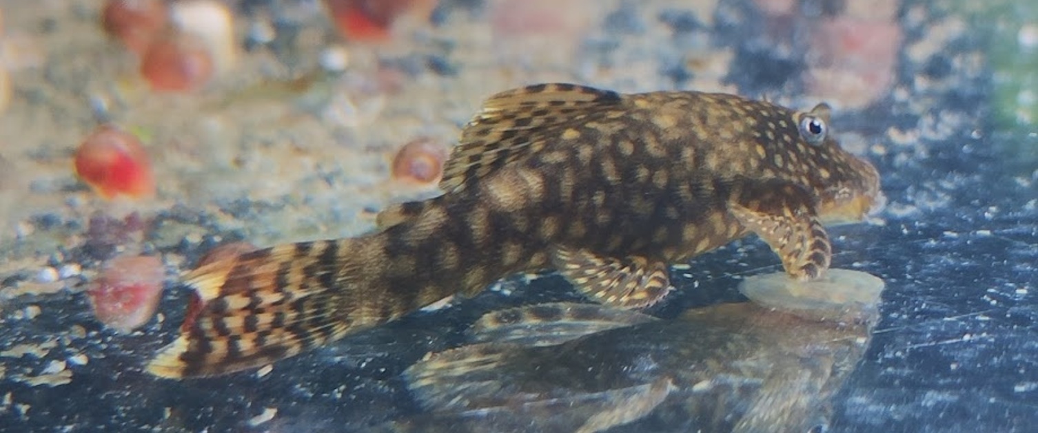 Bristlenose Pleco Catfish