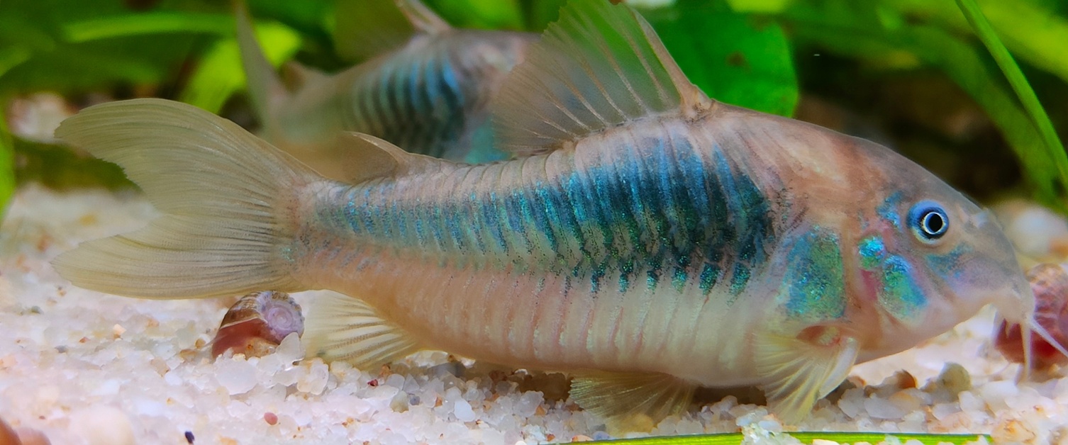 Care Guide - Corydoras Catfish