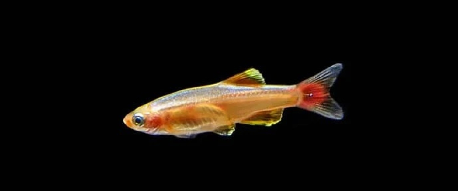 Gold White Cloud Mountain Minnow