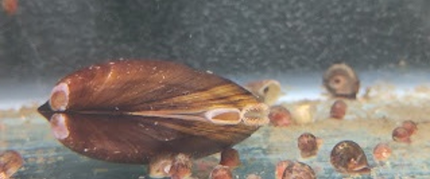 Freshwater Mussel