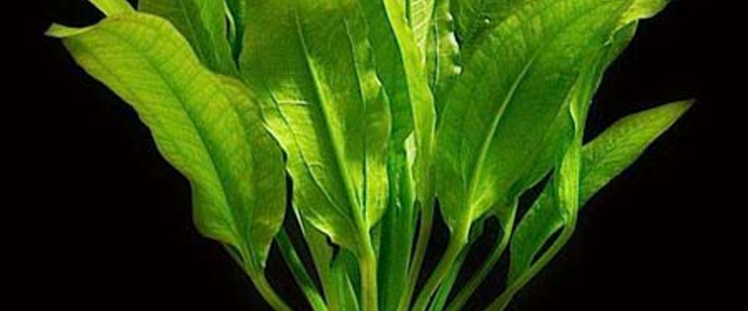 Amazon Sword (Large)