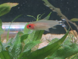 Tetras