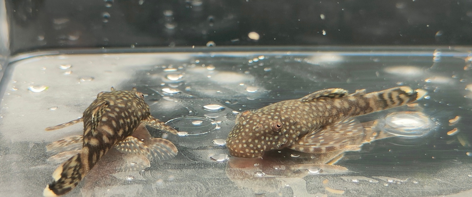 Care Guide - Bristlenose Pleco Catfish