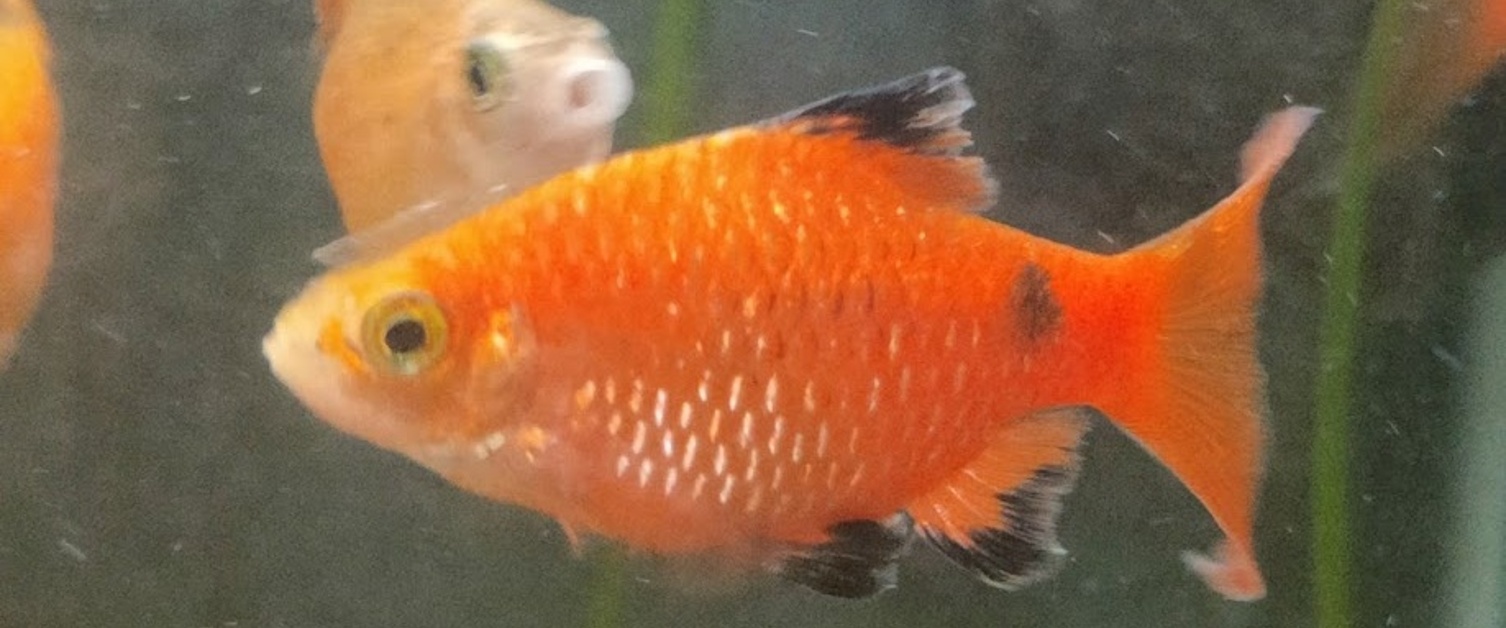 Care Guide - Rosy Barbs