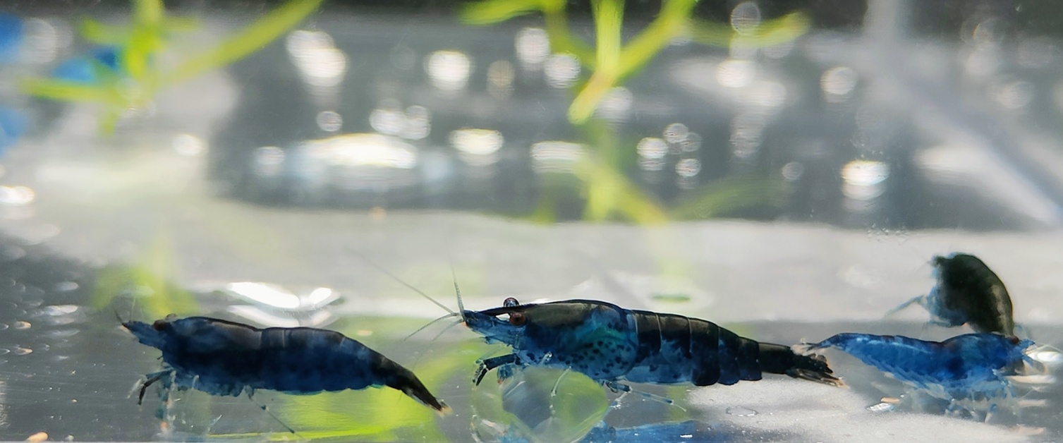 Care Guide - Neocarindina Shrimp