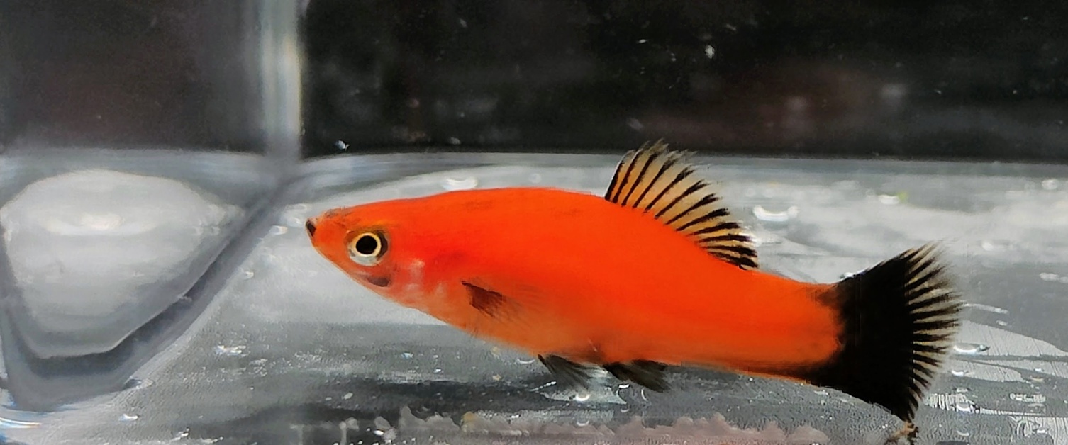 Swordtail Molly