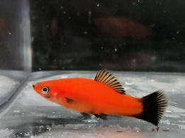 Swordtail Molly