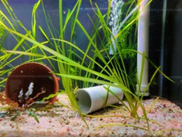 Vallisneria (Thin)
